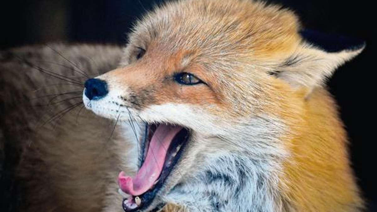 Bad Steben: Crash: Ausweichmanöver für Fuchs geht schief