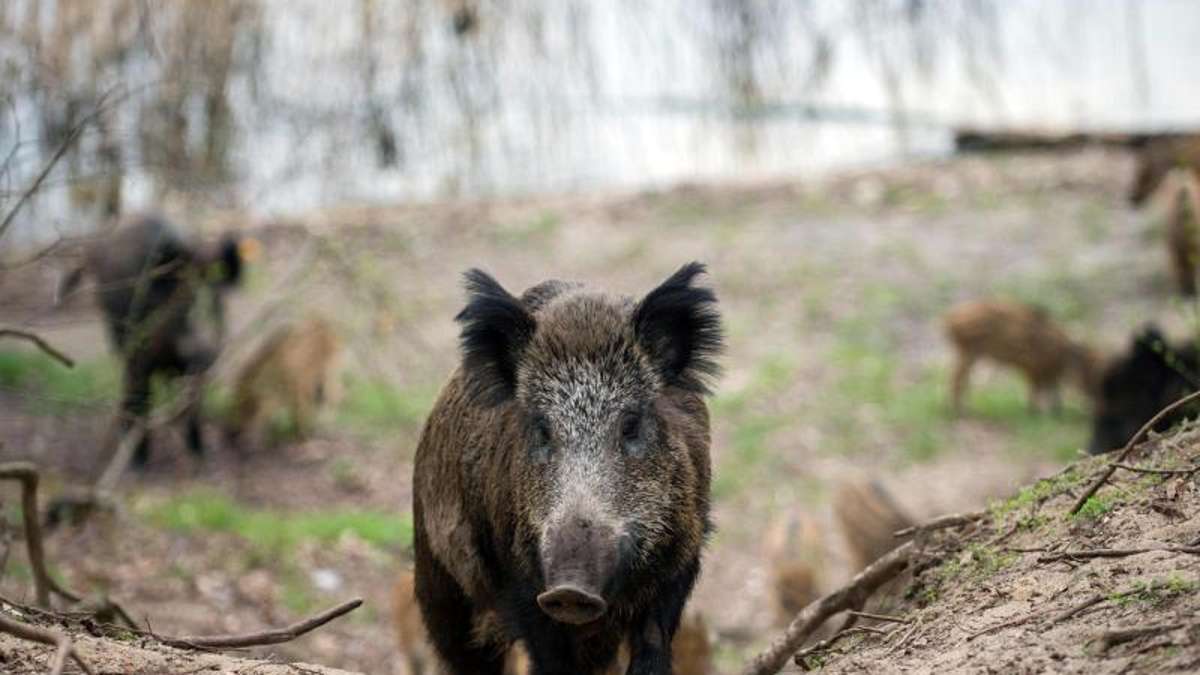 München: Furcht vor Schweinepest: Prämie für die Jagd auf Wildschweine
