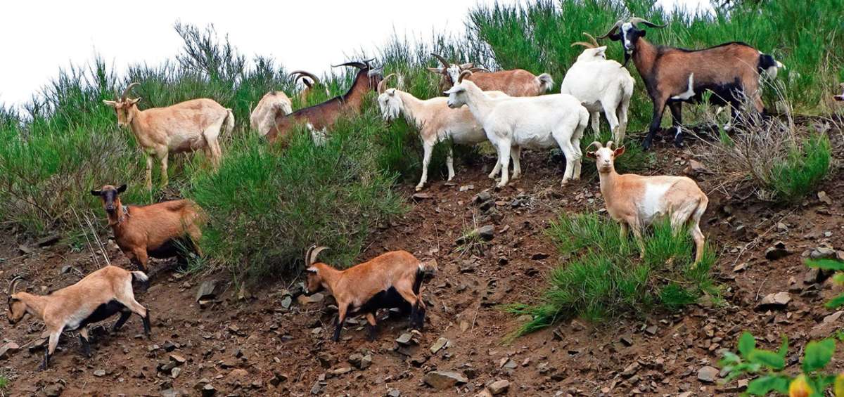 Auf dem eingezäunten Steinbruchgelände bei Selbitz können sich Ziegen frei bewegen. Sie sollen verhindern, dass die geschützten Fels-Lebensräume zuwuchern. Fotos: Köhler