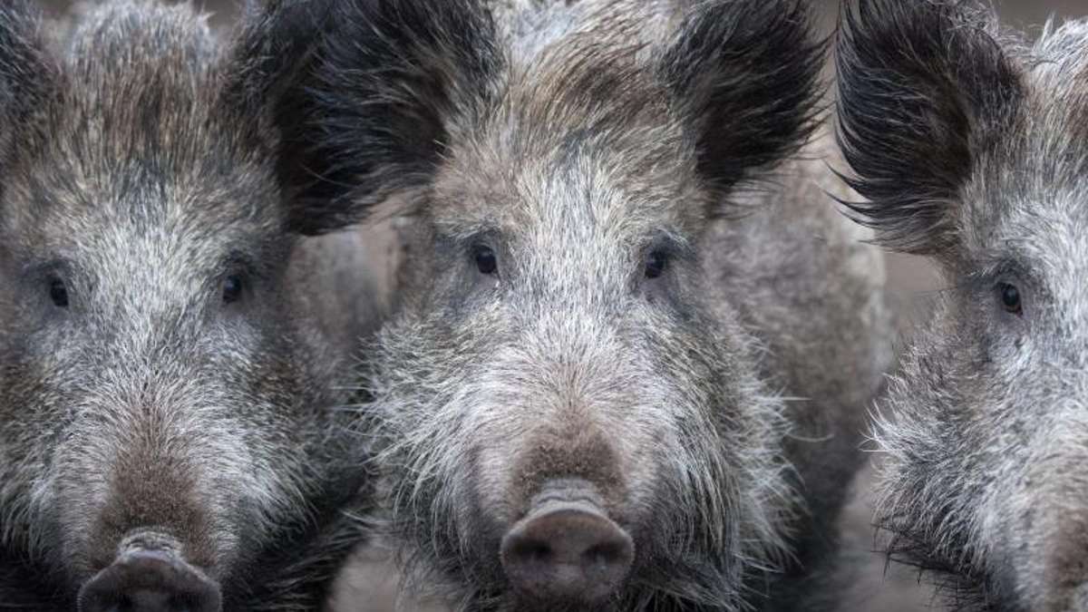 Mitterteich: Unfall auf der A 93: Wildschweinrotte läuft auf die Fahrbahn