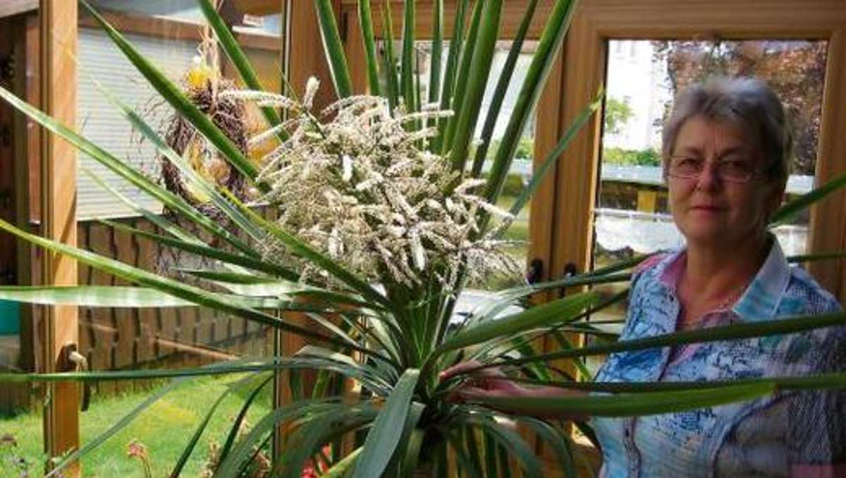 Wunsiedel: Palme präsentiert eine prächtige Blüte