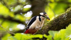 Tiere: Nabu: Waldvögel erobern zunehmend Wohngebiete