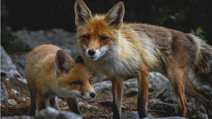 Erlegt: Tragisches Ende für Fuchs-Babys