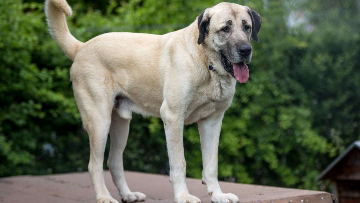 Nach Beißattacke: Hundebesitzer  erhält Auflagen