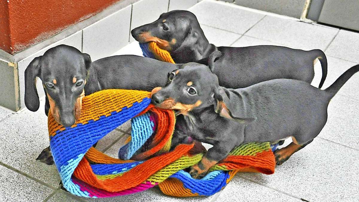 Tierheim Hof-Erlalohe: Hunde aus Tiertransport suchen Zuhause