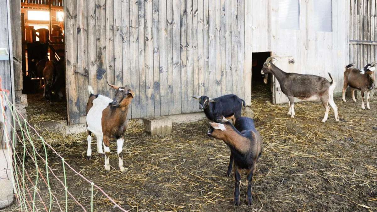 Pechgraben: Zickenkrieg der anderen Art: Sollte man die Ziegen im Dorf lassen?