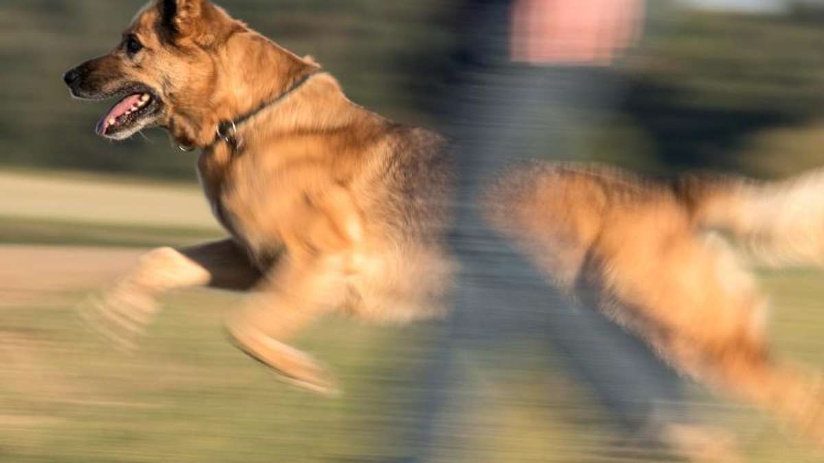 Hof: Schäferhund beißt Labrador in den Hals