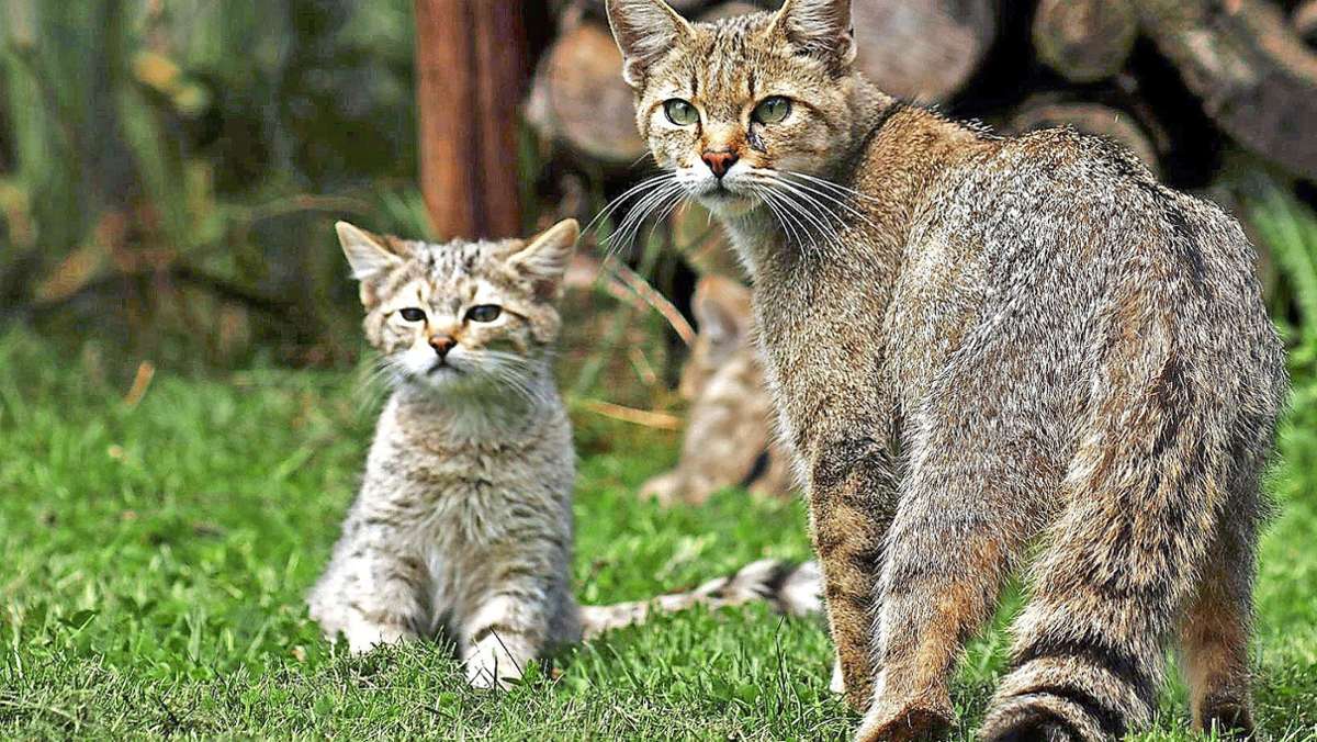 Naturschutz: Mit Baldrian Wildkatzen auf der Spur