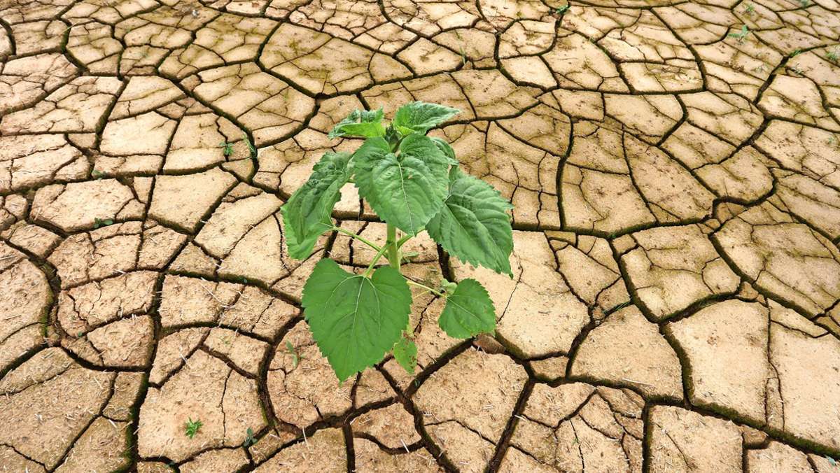 Folgen des Klimawandels: Oberfranken droht Dürre und Flut