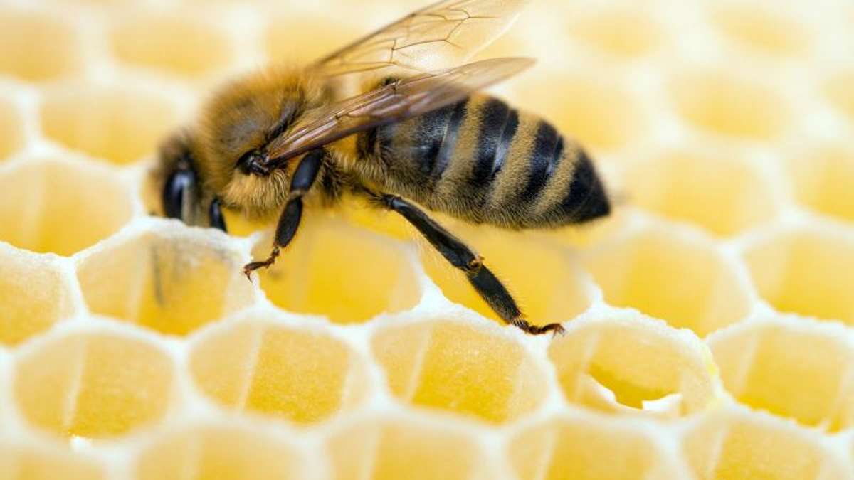 Aus der Region: Bienenseuche in Coburg ausgebrochen
