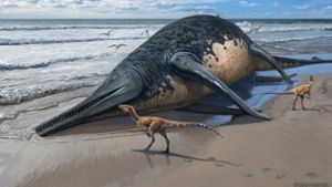 Tiere: Mehr als 25 Meter: Im Meer lebte einst ein gewaltiges Reptil