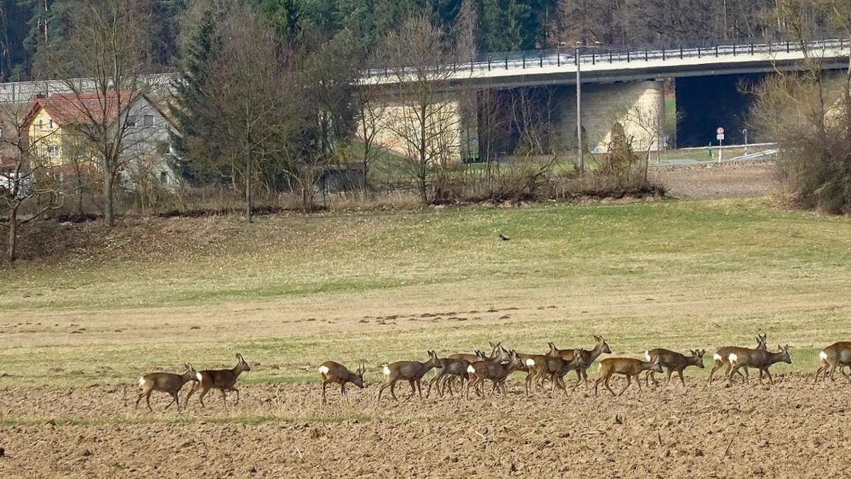 Kulmbach: Hunde machen Jagd auf Rehe