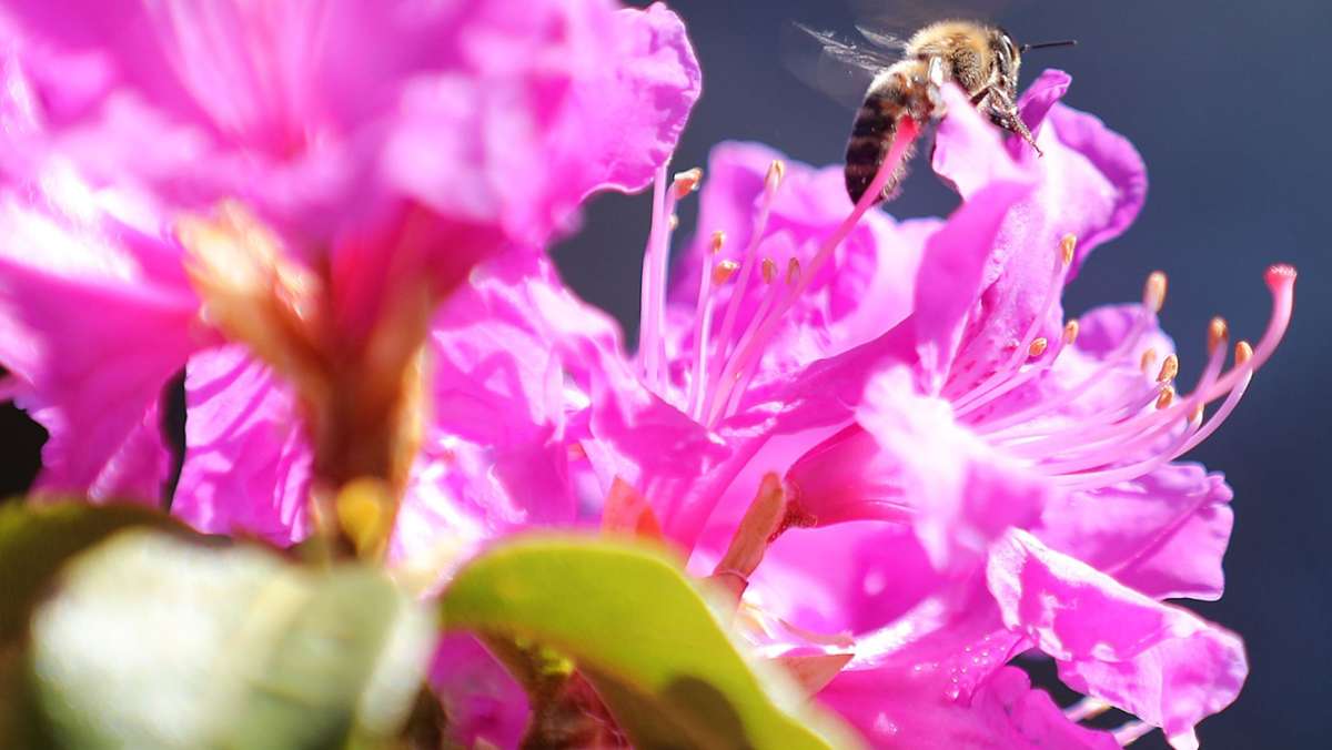Aufmerksamkeit zum  Muttertag: Diese Blumen-Geschenke sind insektenfreundlich