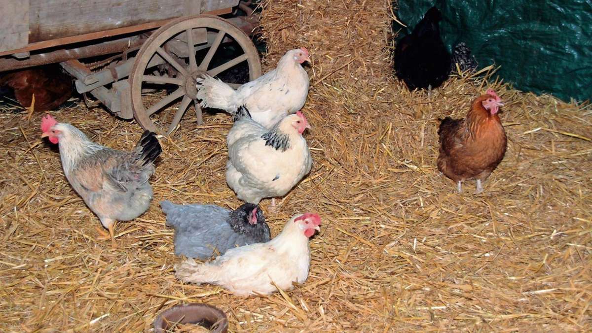 Zell: Täglich frische Eier von eigenen Hühnern