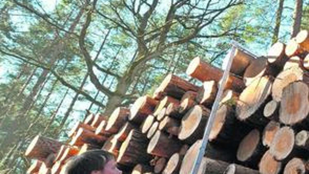 Wirtschaft: Holzpreise setzen Sägewerken zu