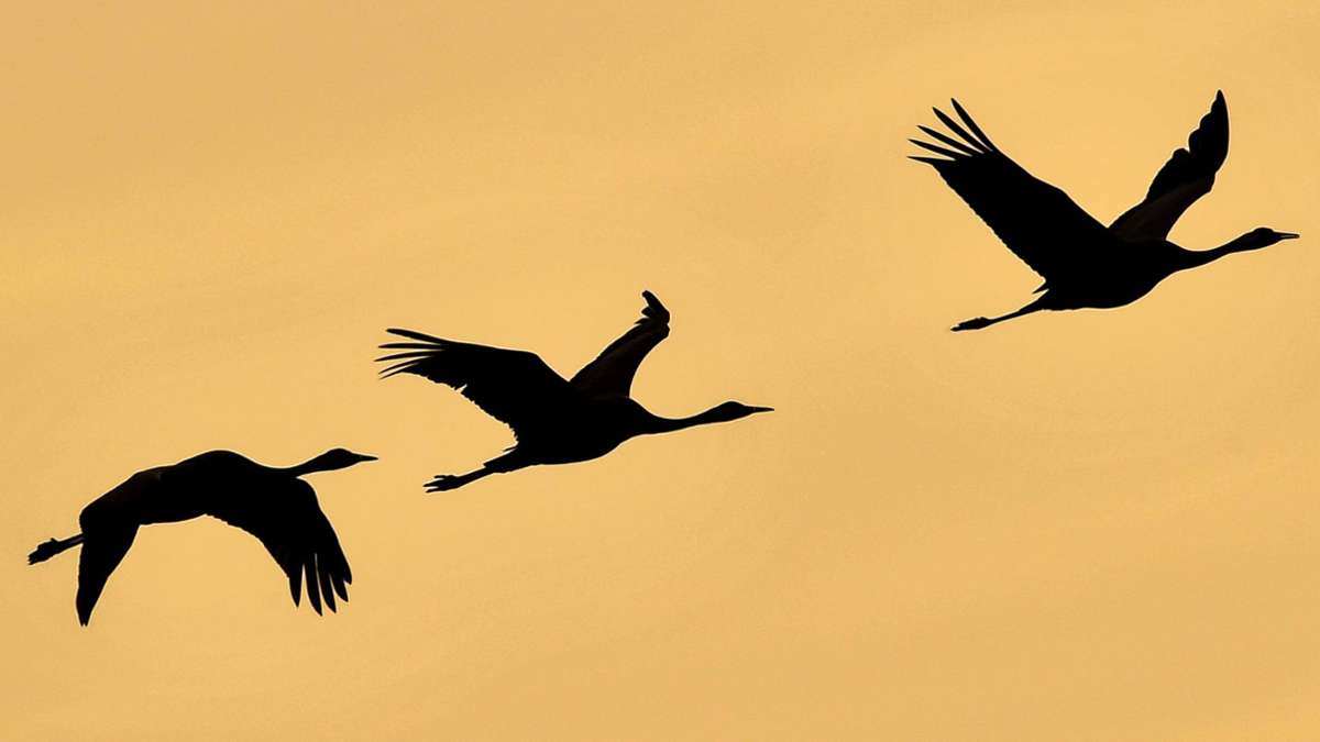 Warum fliegen Vögel V-Formation?
