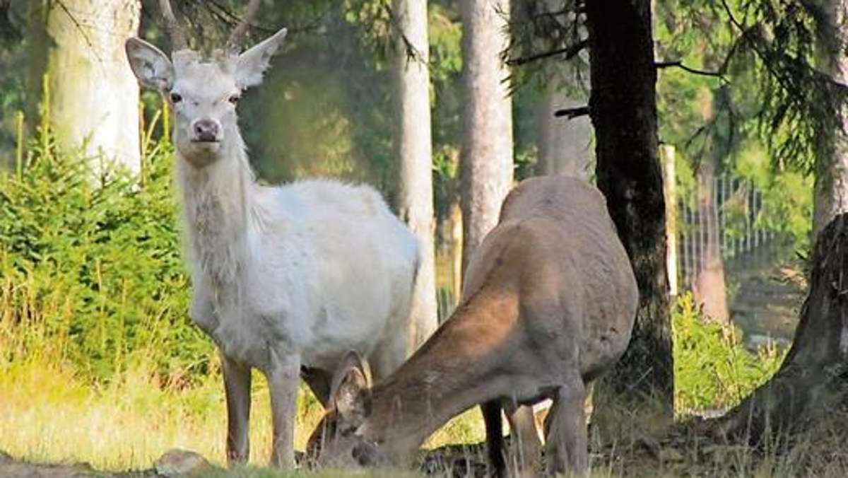 Fichtelgebirge: Wildpark präsentiert weißen Hirsch