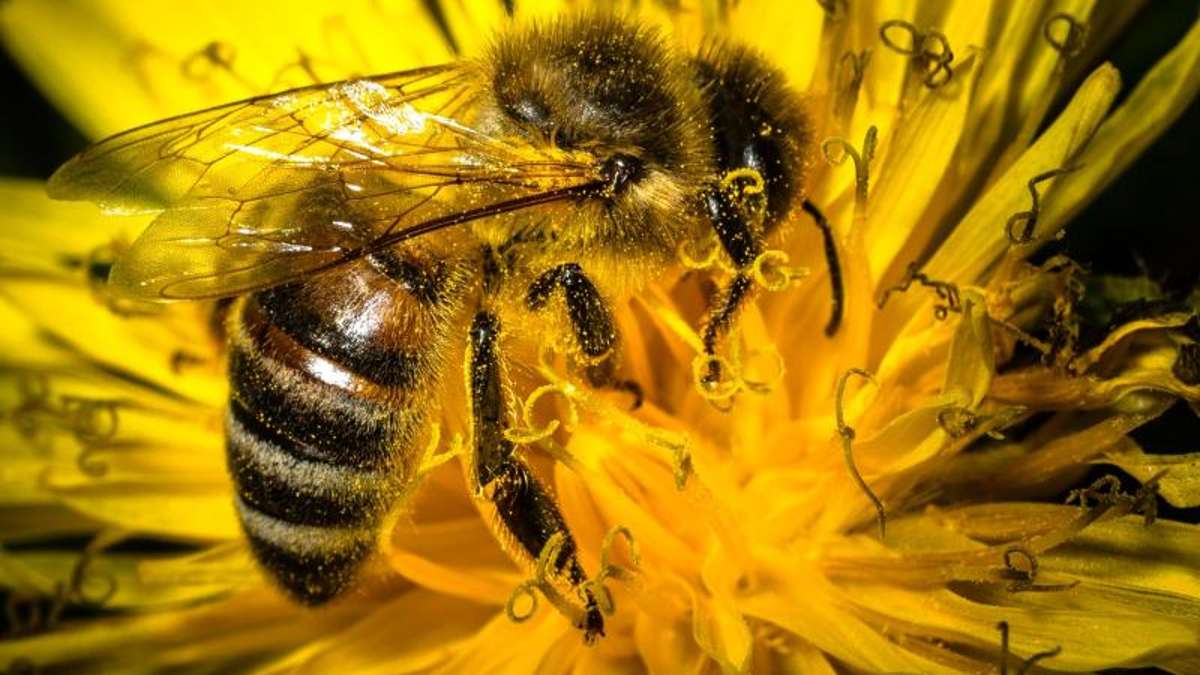Bad Steben: Bad Steben schafft sieben Hektar Bienenweide