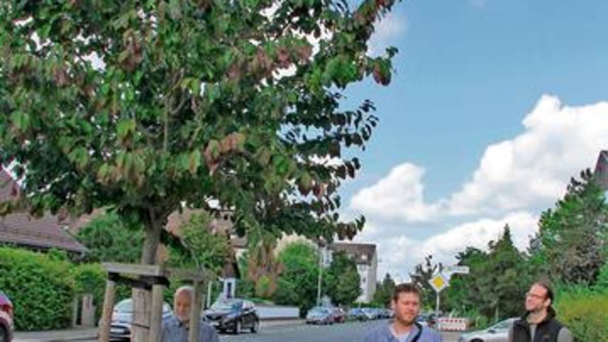 Hof: Neue Bäume braucht die Stadt