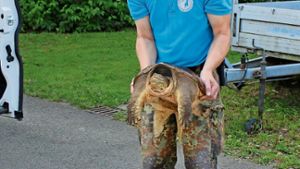 Angler zieht 14-Kilo-Schildkröte aus seinem Teich