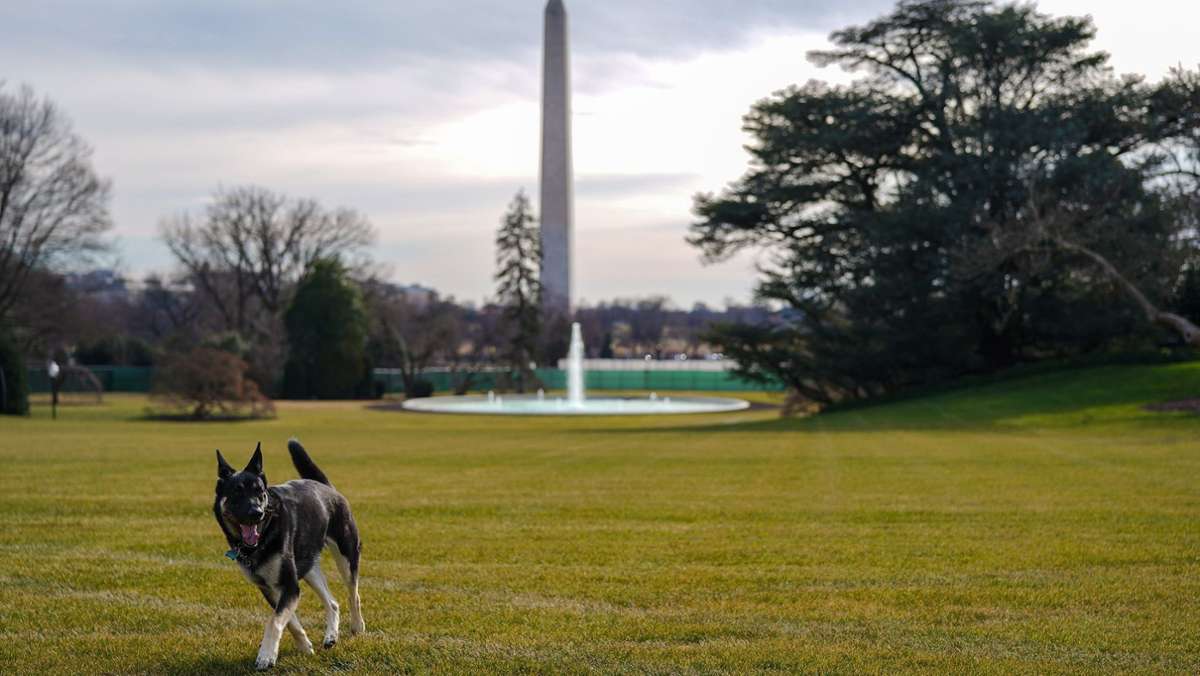 Champ und Major: Das sind die neuen Hunde im Weißen Haus