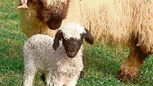 Diebe schlachten Lamm neben der Weide