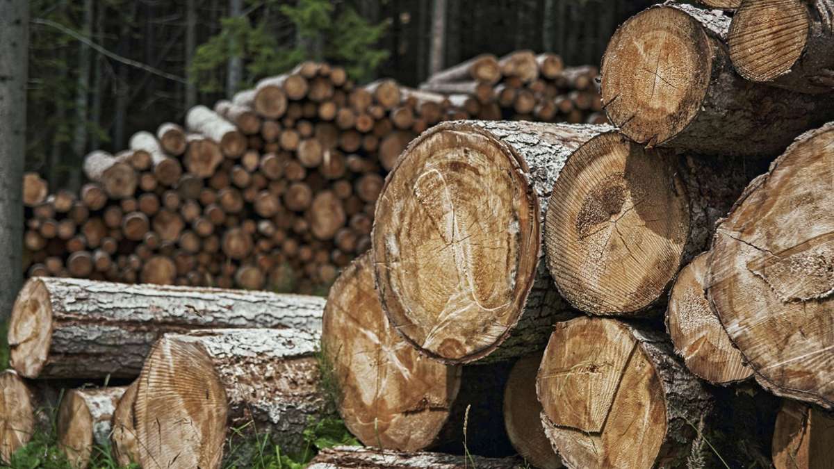 Kupferberg: Wald bringt überraschend Gewinn