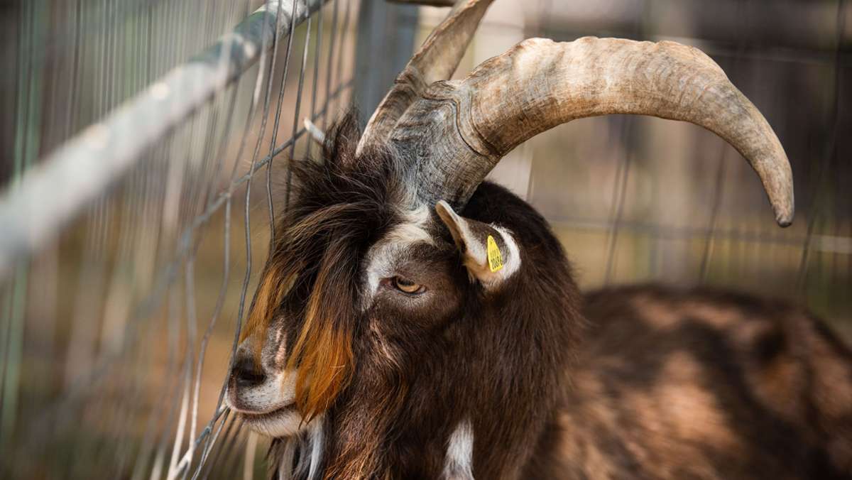 Tierhaltung in Pechgraben: Das „Ziegenbock-Urteil“ ist rechtskräftig