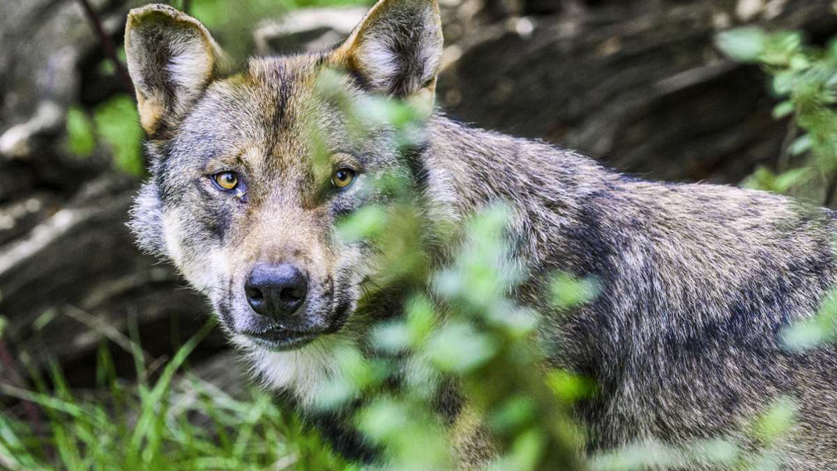 Bei Waldershof: Toter Wolf sorgt für Wirbel