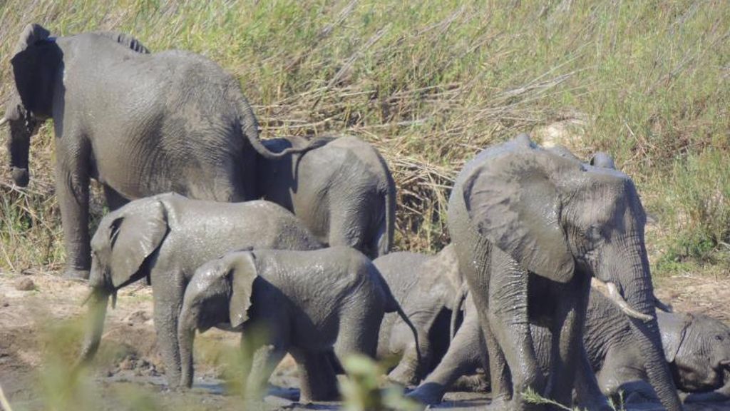 Vollversammlung in Genf: Artenschutzkonferenz verbietet Elefanten-Export für Zoos