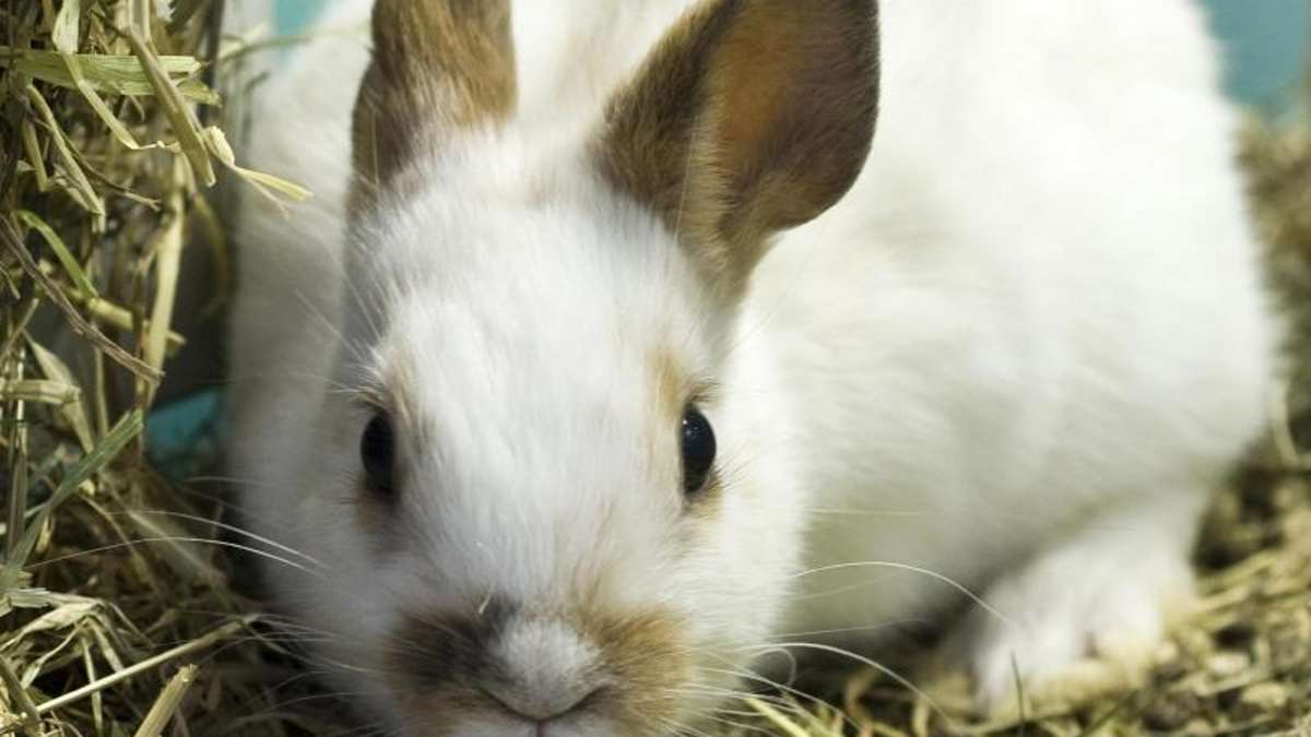 Länderspiegel: Rettung aus der Kaninchen-Hölle