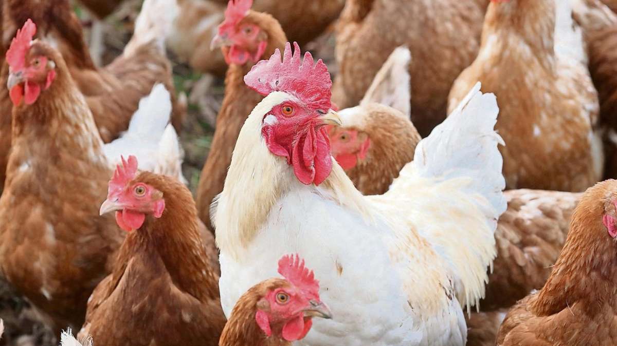 Hof: Vogelgrippe lässt die Region in Ruhe