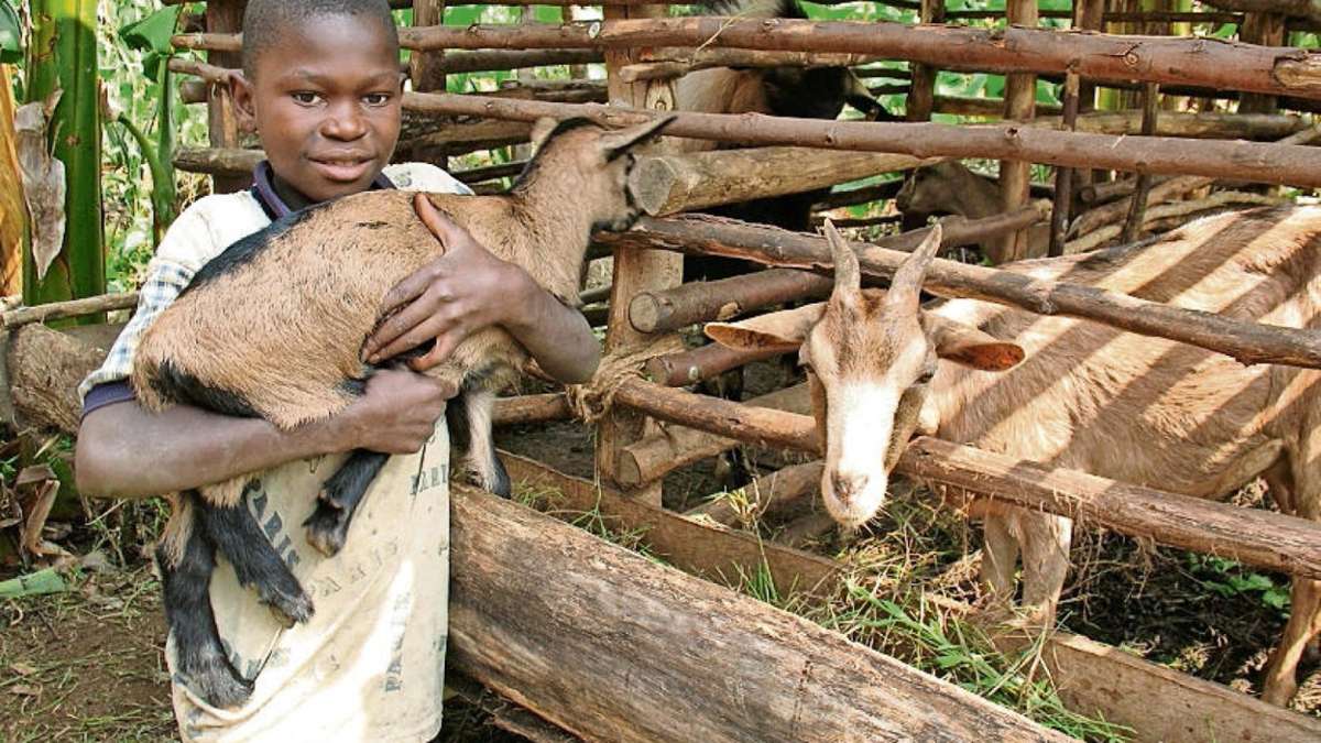 Selb: Schönwalder Helfer kaufen 179 Ziegen für Tansania