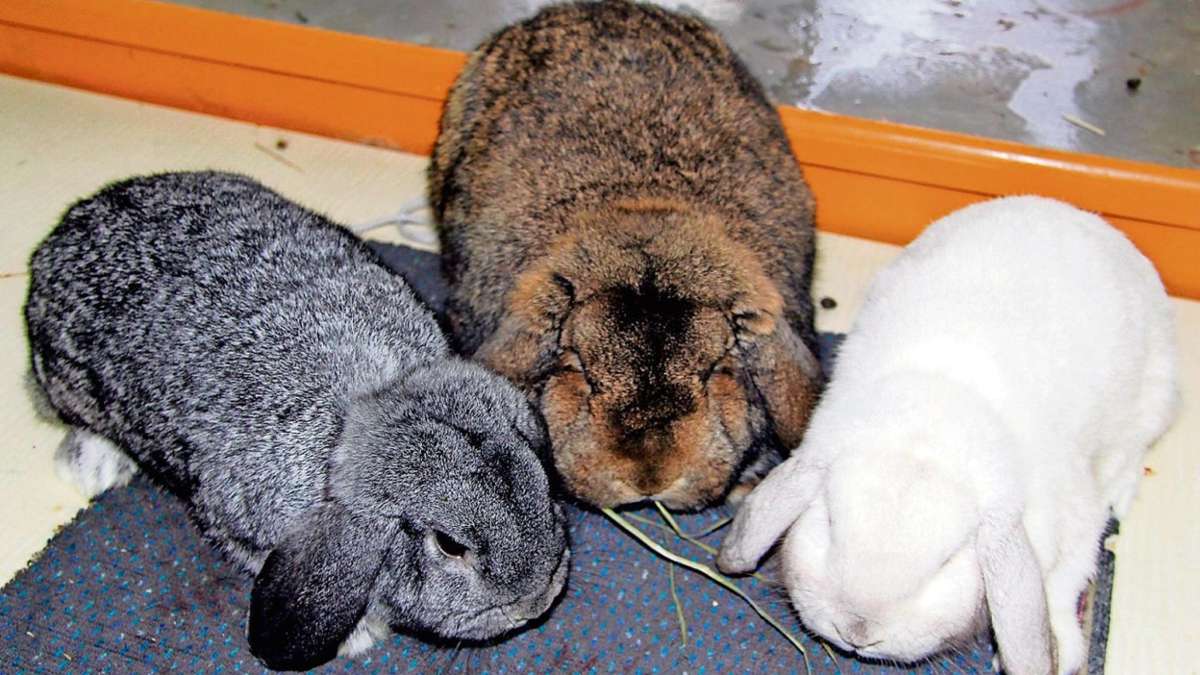 Münchberg: Kaninchenställe als Ferienpension