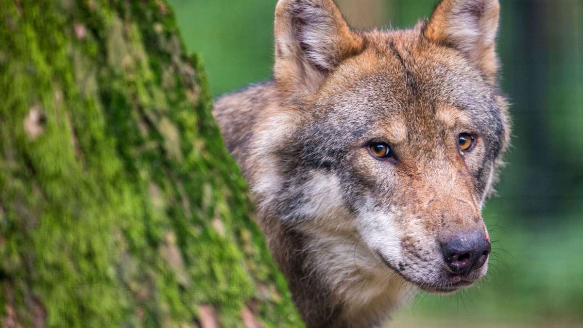 Tiere: Bund Naturschutz rückt von Nein für Wolfsabschüsse ab