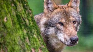 Bund Naturschutz rückt von Nein für Wolfsabschüsse ab