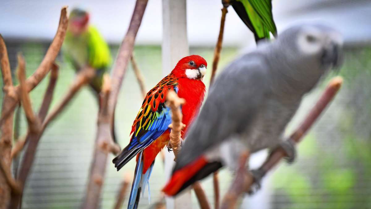 Gefiederter Vagabund: Hofer Papagei jetzt unter Artgenossen