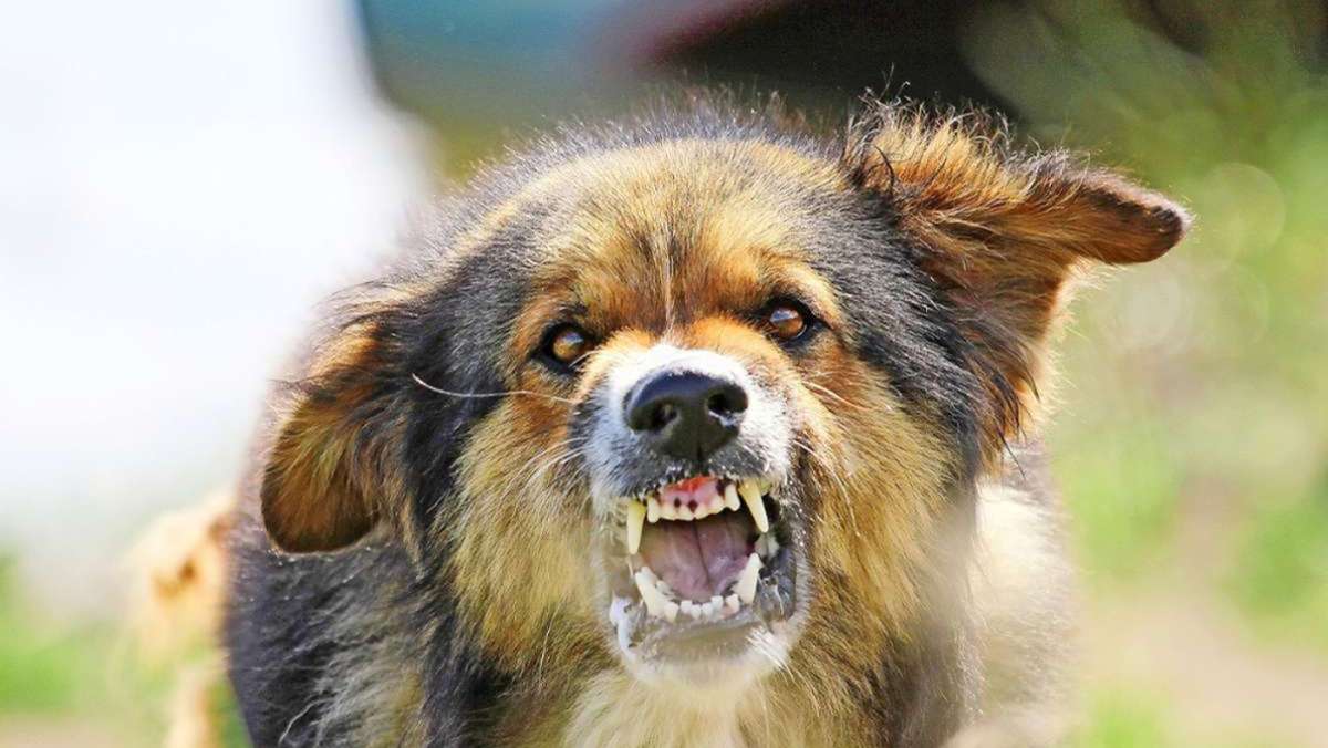Oberkotzau: Freilaufender Hund  verletzt Frau