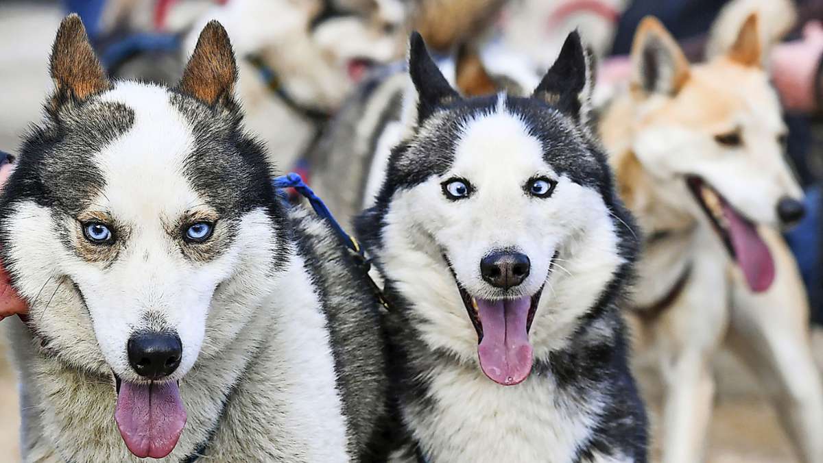 Tipps für Tierfreunde: Welcher Hund bleibt immer cool?