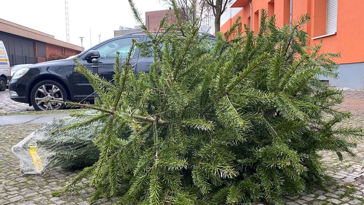 Sammelaktion abgesagt: Regnitzlosau bietet Möglichkeit, Weihnachtsbaum zu entsorgen