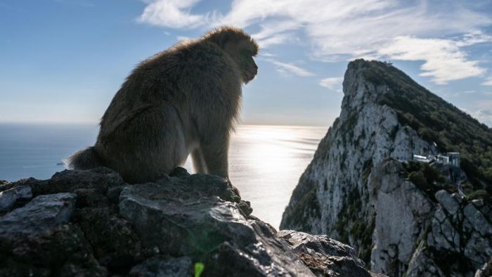 Uralte Affenknochen auf Nordseegrund gefunden