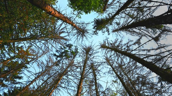 Sterbende Wälder: Was kommt nach der Fichte?