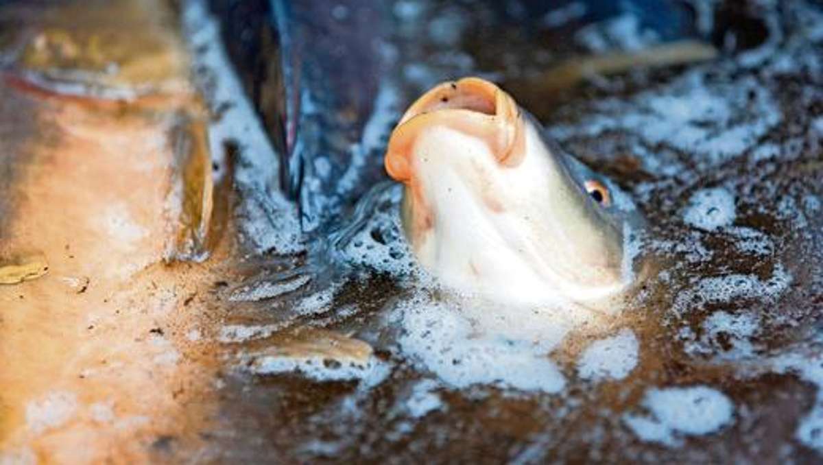 Fichtelgebirge: Sauerstoff im Fischteich wird knapp