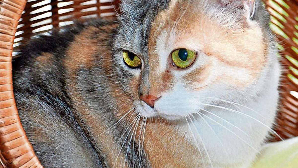 Hof: In Wohnung zurückgelassen: Katze Molly sucht neues Heim
