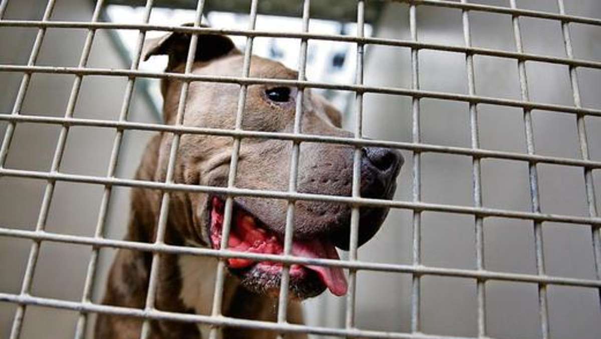 Kulmbach: Kampfhunde bleiben Dauergäste im Tierheim