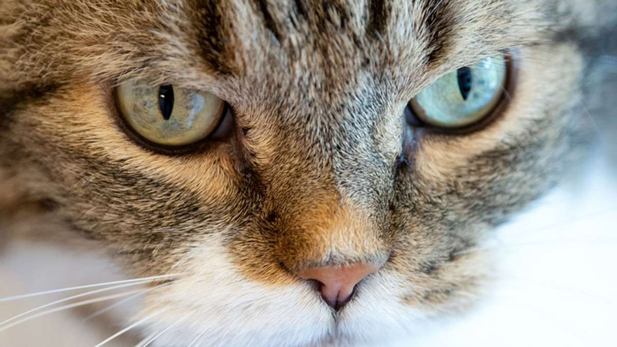 Katzen im Stress: Besitzer  im Homeoffice nerven die Vierbeiner