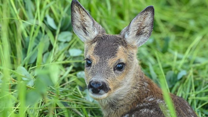 Kulmbach: Bambi in Todesgefahr