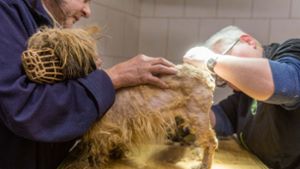 Tierheim peppelt verwahrloste Tiere aus Thüringen auf