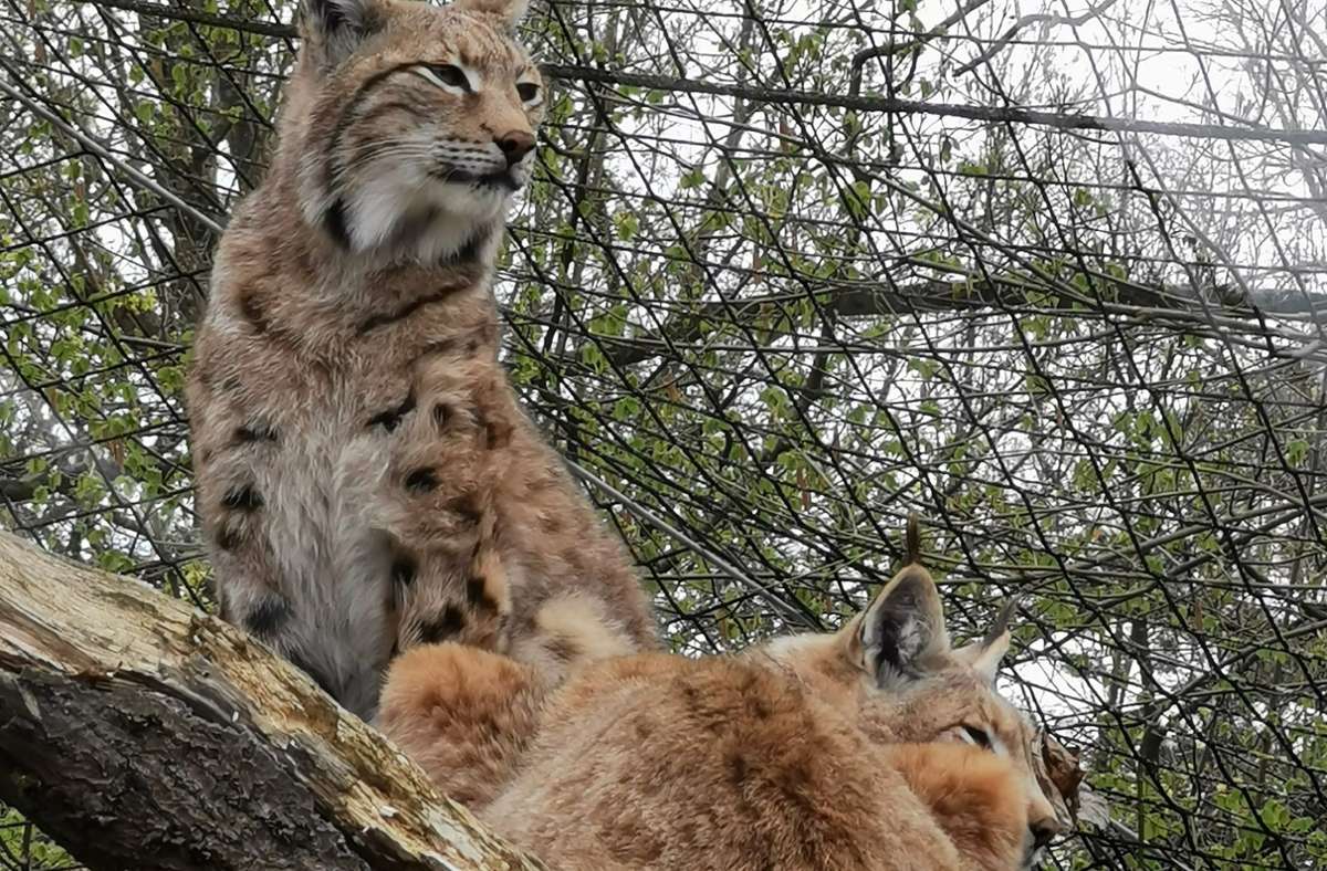 Sammy und Khedira, das Luchs-Geschwisterpärchen, darf sich auf mehr Platz im Hofer Zoo freuen. Foto: /Heike Richter