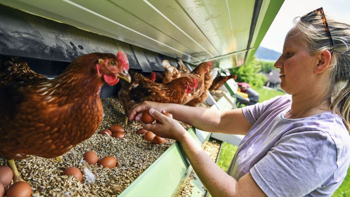 Hühnerhalter im Landkreis Wunsiedel alarmiert